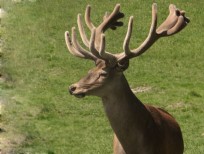 RUDZIE бұғы шаруашылығы өсіру олене оленьи асыл тұқымды жаңбыр жиі жауады екен теленки