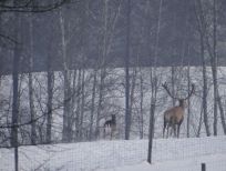 RUDZIE бұғы шаруашылығы өсіру олене оленьи асыл тұқымды жаңбыр жиі жауады екен теленки