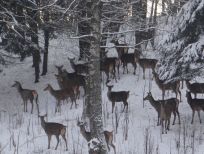 RUDZIE бұғы шаруашылығы өсіру олене оленьи асыл тұқымды жаңбыр жиі жауады екен теленки