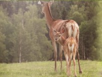 RUDZIE бұғы шаруашылығы өсіру олене оленьи асыл тұқымды жаңбыр жиі жауады екен теленки