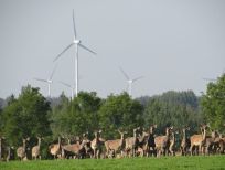 RUDZIE бұғы шаруашылығы өсіру олене оленьи асыл тұқымды жаңбыр жиі жауады екен теленки