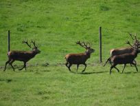 RUDZIE бұғы шаруашылығы өсіру олене оленьи асыл тұқымды жаңбыр жиі жауады екен теленки