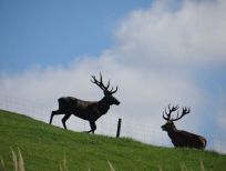 RUDZIE бұғы шаруашылығы өсіру олене оленьи асыл тұқымды жаңбыр жиі жауады екен теленки