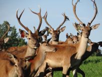 RUDZIE бұғы шаруашылығы өсіру олене оленьи асыл тұқымды жаңбыр жиі жауады екен теленки