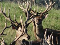 RUDZIE бұғы шаруашылығы өсіру олене оленьи асыл тұқымды жаңбыр жиі жауады екен теленки