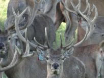 RUDZIE бұғы шаруашылығы өсіру олене оленьи асыл тұқымды жаңбыр жиі жауады екен теленки