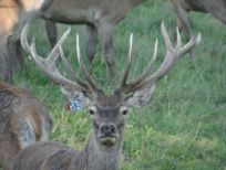 RUDZIE бұғы шаруашылығы өсіру олене оленьи асыл тұқымды жаңбыр жиі жауады екен теленки