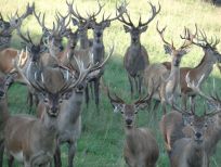 RUDZIE бұғы шаруашылығы өсіру олене оленьи асыл тұқымды жаңбыр жиі жауады екен теленки