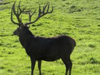 RUDZIE бұғы шаруашылығы өсіру олене оленьи асыл тұқымды жаңбыр жиі жауады екен теленки