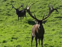 RUDZIE бұғы шаруашылығы өсіру олене оленьи асыл тұқымды жаңбыр жиі жауады екен теленки