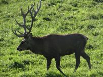 RUDZIE бұғы шаруашылығы өсіру олене оленьи асыл тұқымды жаңбыр жиі жауады екен теленки