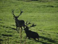 RUDZIE бұғы шаруашылығы өсіру олене оленьи асыл тұқымды жаңбыр жиі жауады екен теленки