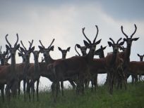 RUDZIE бұғы шаруашылығы өсіру олене оленьи асыл тұқымды жаңбыр жиі жауады екен теленки