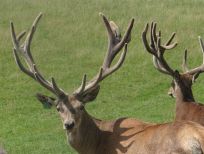 RUDZIE бұғы шаруашылығы өсіру олене оленьи асыл тұқымды жаңбыр жиі жауады екен теленки