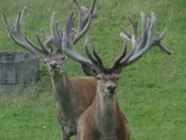 RUDZIE бұғы шаруашылығы өсіру олене оленьи асыл тұқымды жаңбыр жиі жауады екен теленки