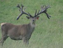 RUDZIE бұғы шаруашылығы өсіру олене оленьи асыл тұқымды жаңбыр жиі жауады екен теленки