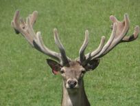 RUDZIE бұғы шаруашылығы өсіру олене оленьи асыл тұқымды жаңбыр жиі жауады екен теленки