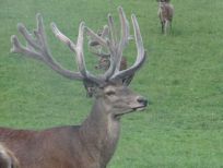 RUDZIE бұғы шаруашылығы өсіру олене оленьи асыл тұқымды жаңбыр жиі жауады екен теленки