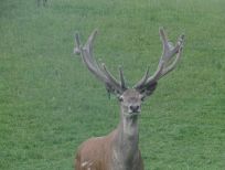 RUDZIE бұғы шаруашылығы өсіру олене оленьи асыл тұқымды жаңбыр жиі жауады екен теленки